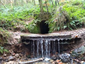 Harpford Woods Circular - Wild Walking Devon