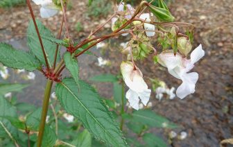 White flower of Himalayan Balsam