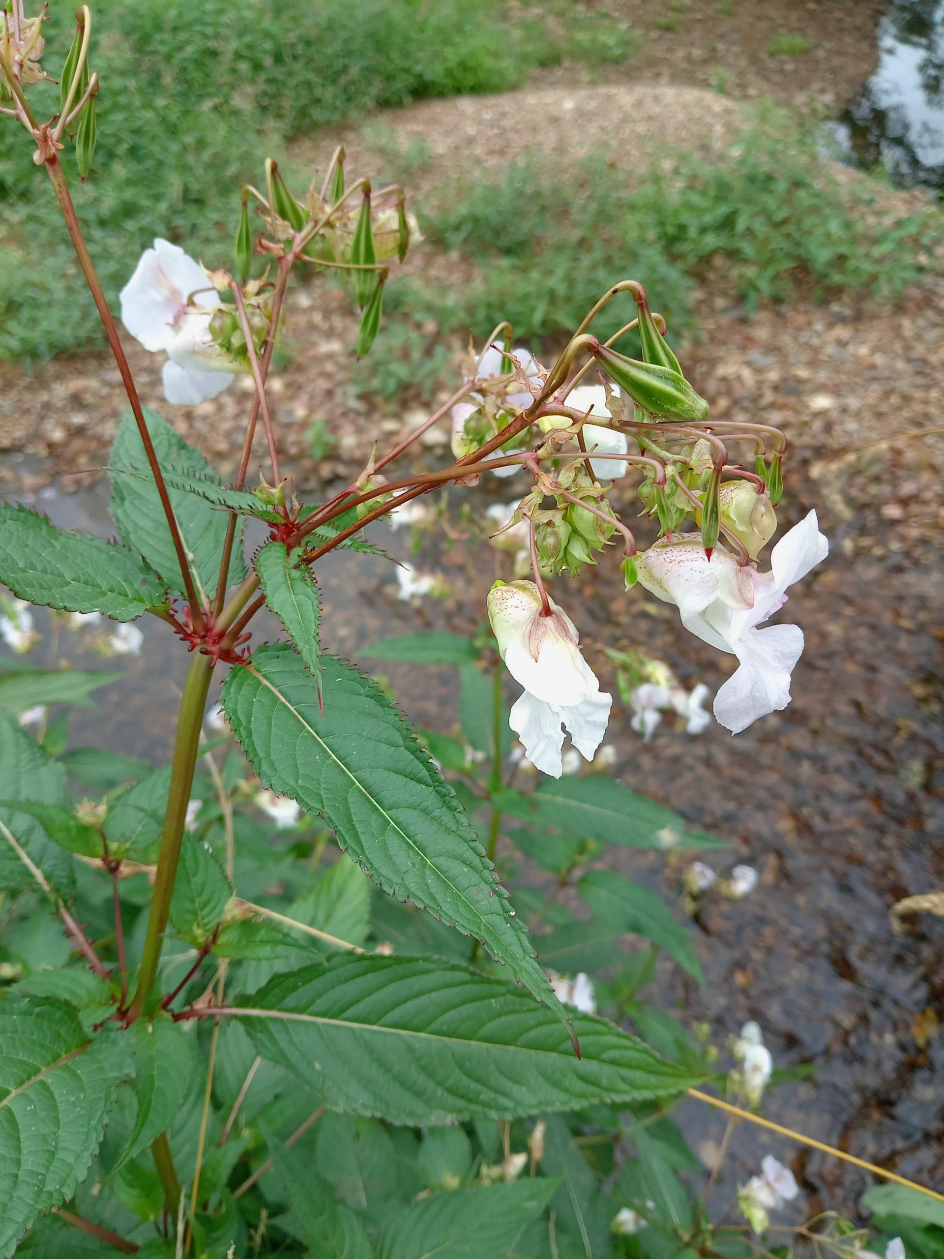 White flower of Himalayan Balsam